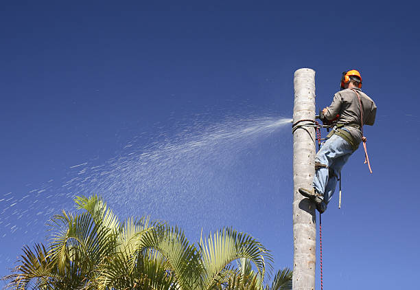 Best Residential Tree Removal  in Livingston, AL