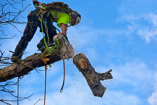 Best Hedge Trimming  in Livingston, AL